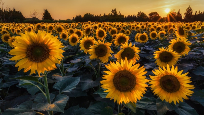 sun, s, flowers, evening, summer, rays, trees, sunflowers, field, 1080P