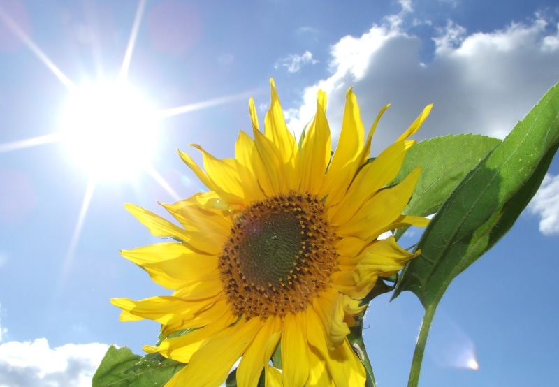 nature, summer, leaf, seed, sunlight, Sky, outdoors, sun, flower, Sun .... flower, yellow, 1080P, clouds, petal, blue, agriculture, leaves, rural Scene