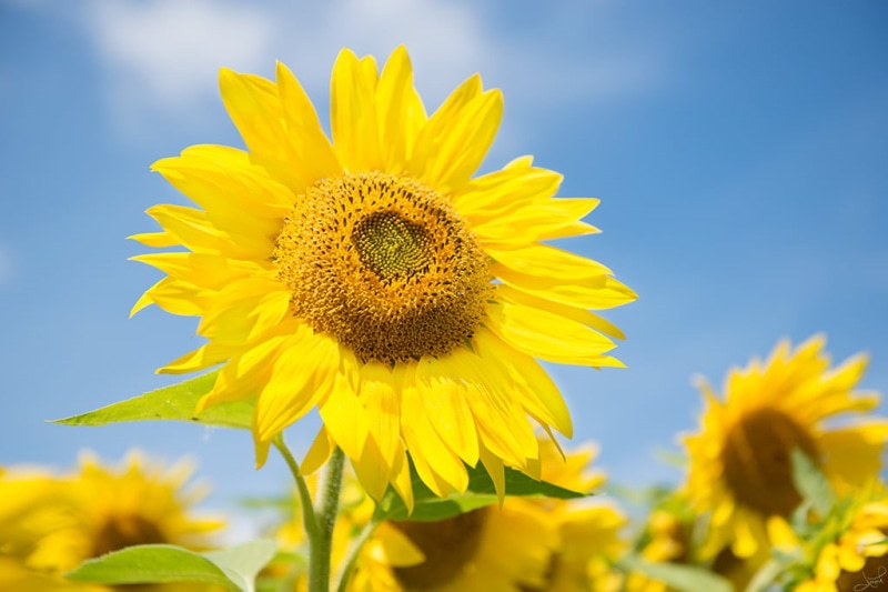 flower, nature, agriculture, Sunflower, shallow, seed, shallow focus, sky, Ottawa, outdoors, leaf, summer, rural Scene, clear, focus, 70mm, yellow, Sunflowers