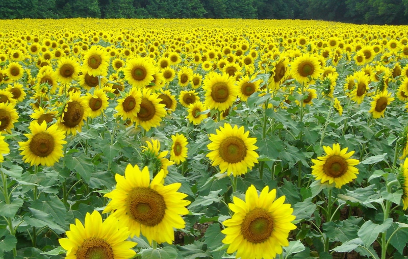 nature, SOE, daytime, Sunflowers, farm, summer, rural Scene, Wildlife Refuge, sunflower, agriculture, flower, yellow, field, 1080P, plant, Coolest, outdoors