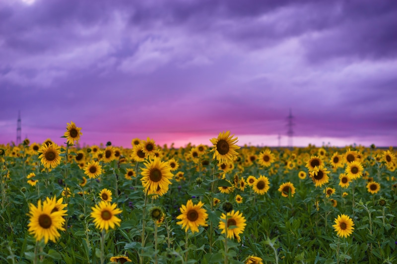 flowers, colorful, late summer, sunflower field, cloud - sky, plant, sun, sunflower, flora, rural scene, blossom, natural, clouds, color, close, flowering plant