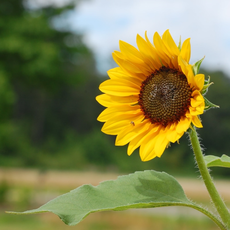 720P, daytime, agriculture, leaf, closeup, nature, Sunflower, summer, petal, yellow, flower, plant, photograph, outdoors