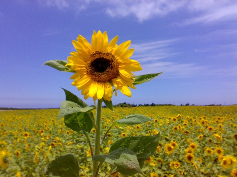 gusukube, landscape, flower, blue sky, petal, growth, blue, 1080P, plant, miyako, yellow, sky, summer, nature, outdoors, green, daytime, okinawa, agriculture