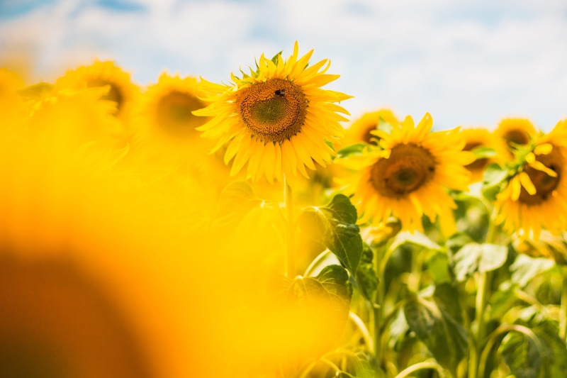 sun, bumblebee, close-up, farm, sunny, flowering plant, petal, yellow, green Color, inflorescence, rural Scene, agriculture, freshness, sky, flowers, flower head