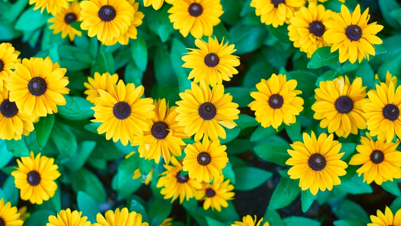 photography, 5K, summer, multi Colored, F1.4, yellow, sunflowers, focus, plant, Takumar, flower, shallow, Hot Eyes, None, shallow focus, nature, backgrounds