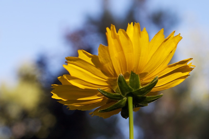 nature, in bloom, plant, daytime, single Flower, flower, close-up, petal, 2K, summer, outdoors, View, Sunflower, Back Stage, bloom, flower Head, yellow