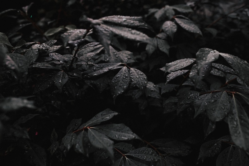 5K, growth, field, water, day, black, gray, no people, full frame, dry, photography, focus on foreground, black Color, outdoors, greyscale, beauty in nature
