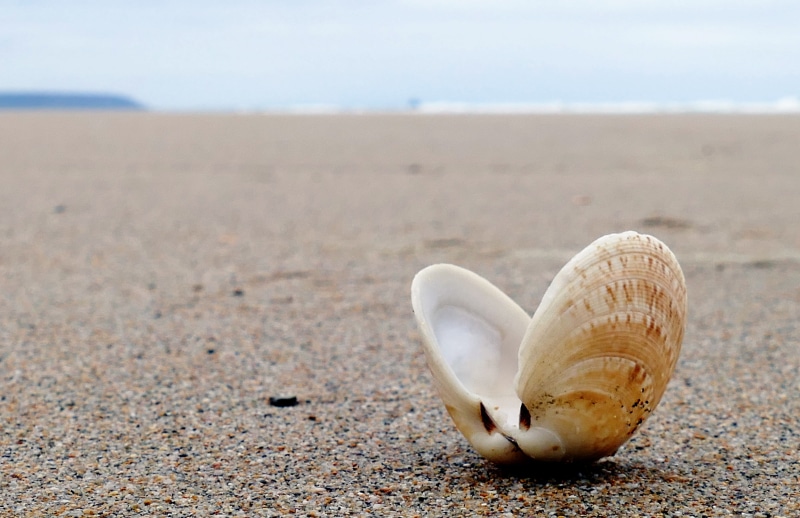 water, sea, nature, animal, photography, one animal, blue, clamshell, single object, land, travel, sky, vacation, fun, decoration, child, natural, outdoors
