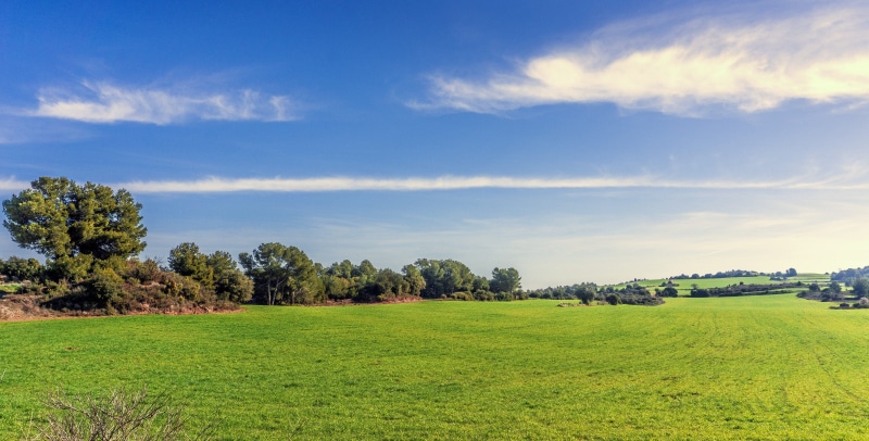 plants, ornamental garden, rural area, blue sky, prairie, henar, landscape, lawn, no people, day, beauty in nature, perspective, tree, view, clear, blue