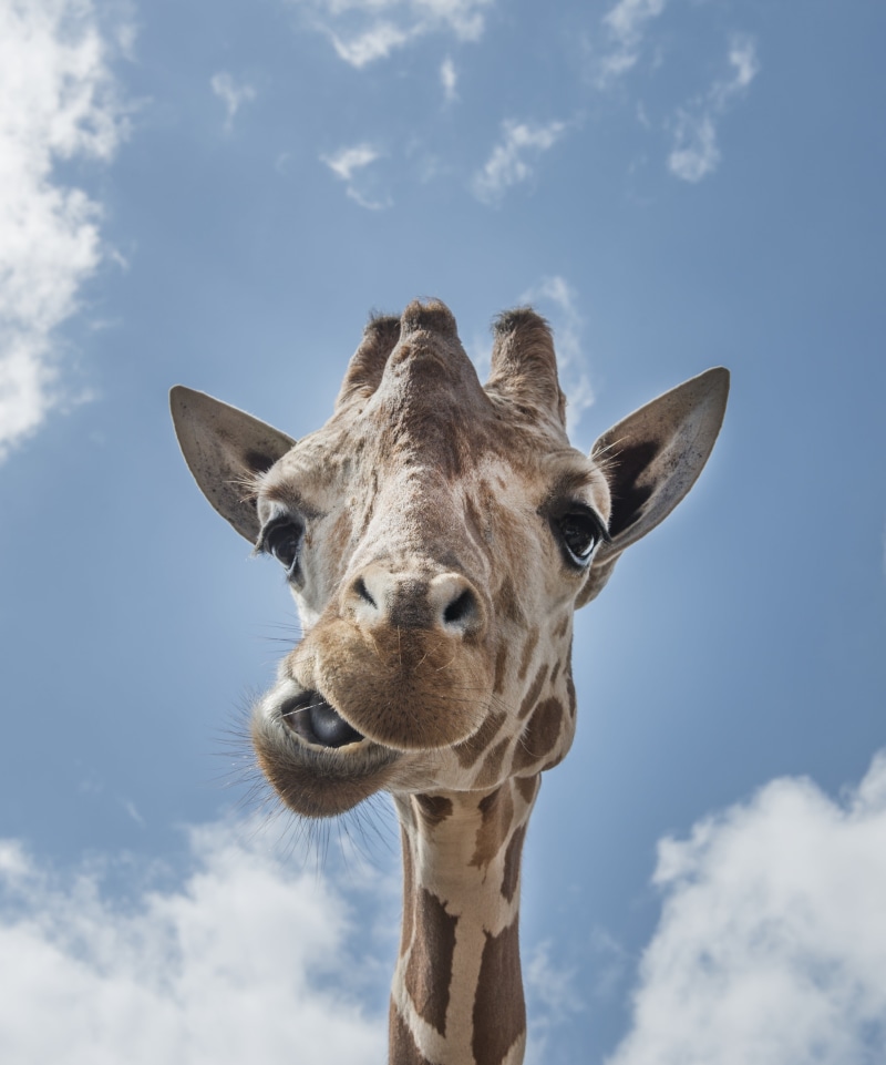 animal neck, animal eye, african, domestic animals, funny, eyes, brown, outdoors, reticulated, no people, animals in the wild, pattern, animal head, animal wildlife