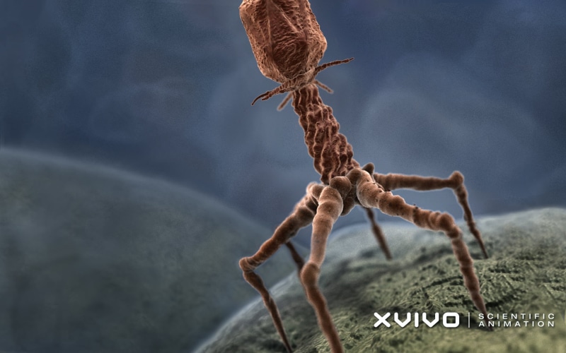 outdoors, western script, water, plant, communication, viruses, nature, focus on foreground, CGI, bacteria, animal themes, microscopic, one animal, XVIVO