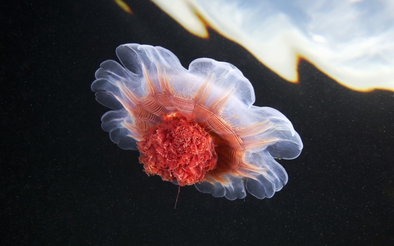 beauty in nature, close-up, tentacle, animal, jellyfish, sea life, animals, underwater, animals in the wild, sea, animal wildlife, swimming, 2K, one animal