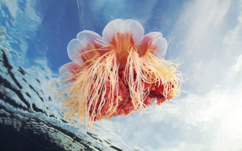 tentacle, jellyfish, one animal, underwater, animal, invertebrate, no people, animal themes, animals, marine, outdoors, 2K, close-up, swimming, nature