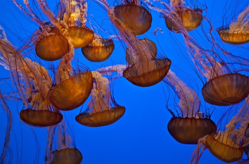 invertebrate, animals, undersea, no people, nature, underwater, jellyfish, animals in the wild, sea life, blue background, 1080P, animal wildlife, floating