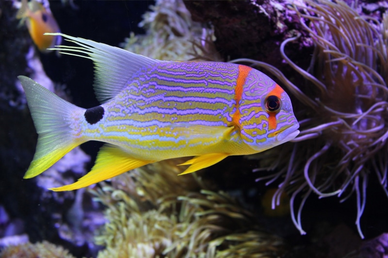 nature, marine, animals in the wild, animals, water, sea life, sea, purple, no people, profile view, underwater, animal, colorful, animal themes, 5K, animals in captivity