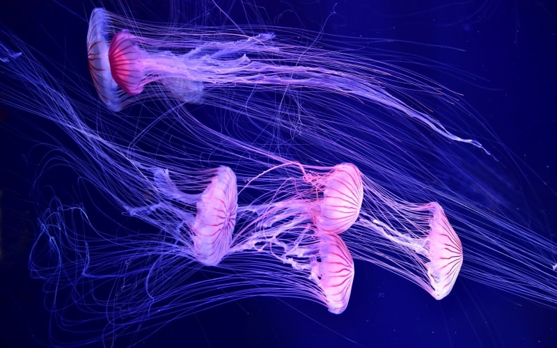 2K, Deep sea, Jellyfish, Underwater