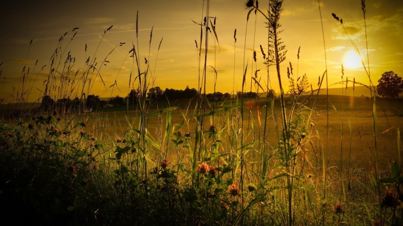 beauty in nature, scenics - nature, growth, color correction, sun, bright, sky, idyllic, tranquil scene, plant, field, 1080P, green, no people, non-urban scene