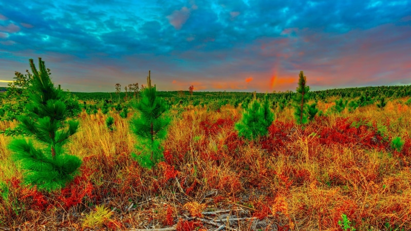 scenics - nature, landscape, trees, orange color, environment, sunset, grass, non-urban scene, growth, rural scene, beauty in nature, sky, tranquility