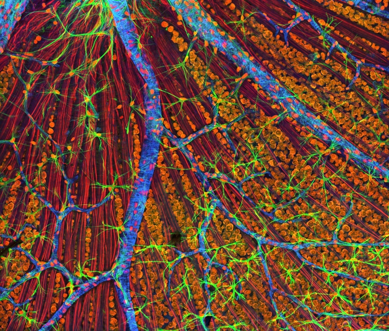 anatomy, blue, research, microscope, growth, fiber optic layer, glowing, science, magnification, biochemistry, painting, complexity, no people, microbiology