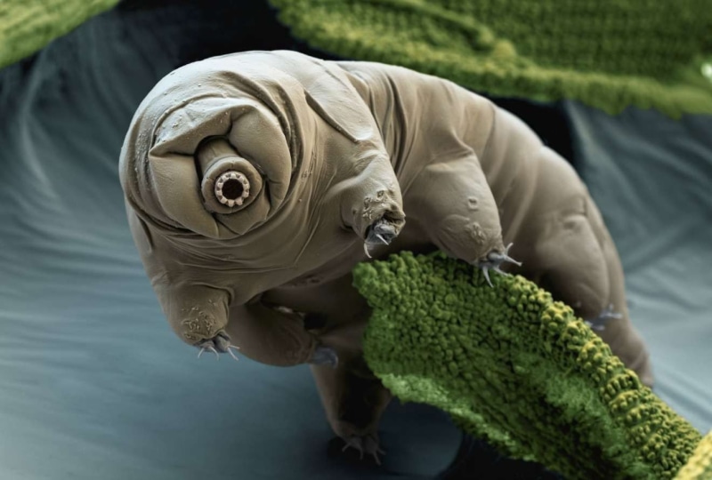 nature, creature, Tardigrade, Electron microscope image, 720P