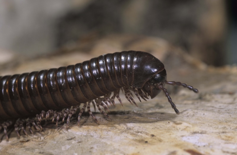 zoology, macro, animal antenna, animals In The Wild, textured, millipede, outdoors, animal body part, pest, 5K, close up, field, animal wildlife, nature