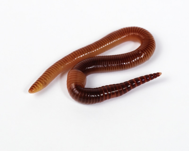 poisonous, animals in the wild, crawling, centipede, black, one animal, brown, white, invertebrate, single object, extreme close-up, animal wildlife, insect