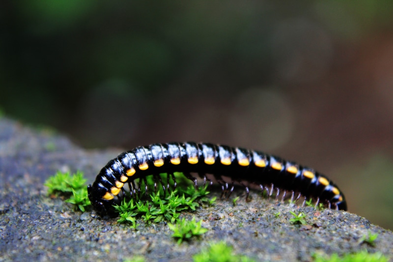 insect, no people, one animal, animal wildlife, fauna, plant, selective focus, caterpillar, black color, creature, bug, invertebrate, animal, beauty in nature