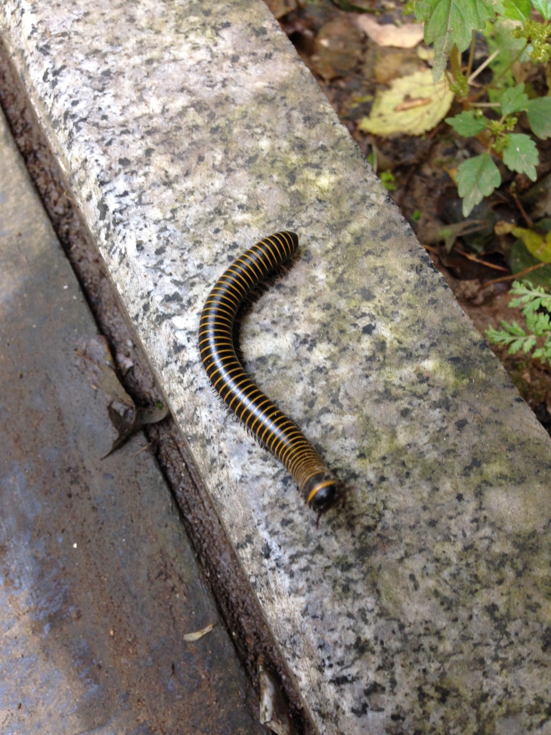 centipede, selective focus, animals in the wild, day, rusty, 8K, insect, nature, crawling, high angle view, animal wildlife, invertebrate, one animal