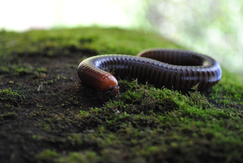 creeping, millipedes, giant tausendfüßer, animal themes, animals, snail, fauna, shiny, invertebrate, Members, nature, plant, about, mollusk, animal, arthropod