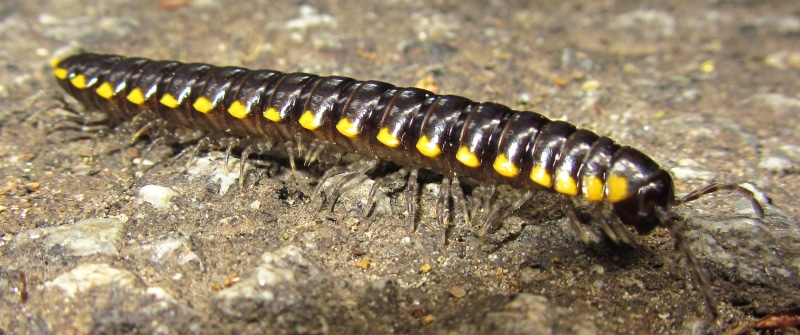 2K, caterpillar, macro, solid, santa cruz, millipede, close-up, zoology, animals in the wild, worm, wildlife, black color, centipede, day, one animal