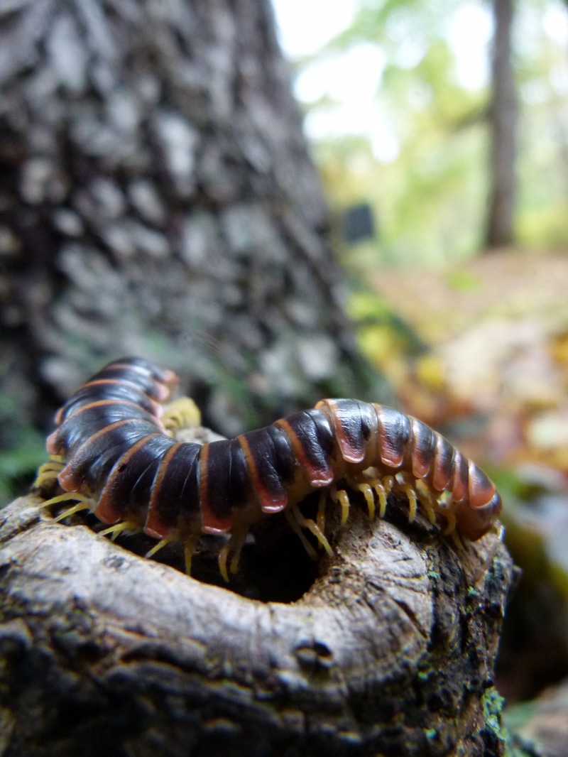 crawling, forest, arthropod, focus on foreground, centipede, selective focus, close-up, 4K, textured, animal themes, wildlife, outdoors, Insect, animal wildlife