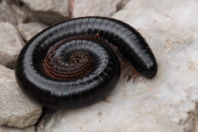 shape, water, macro, fauna, circle, close, south africa, insect, shell, africa, centipedes, animal themes, millipedes, about, invertebrate, animal wildlife
