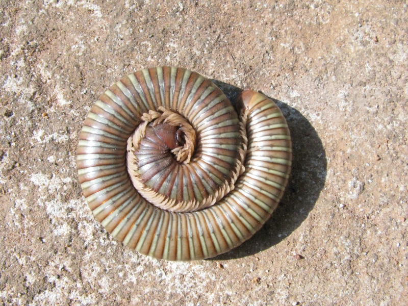 animals in the wild, outdoors, animal themes, insect, spiral, high angle view, animal, seashell, day, sea, 2K, marine, sand, fossil, creature, directly above
