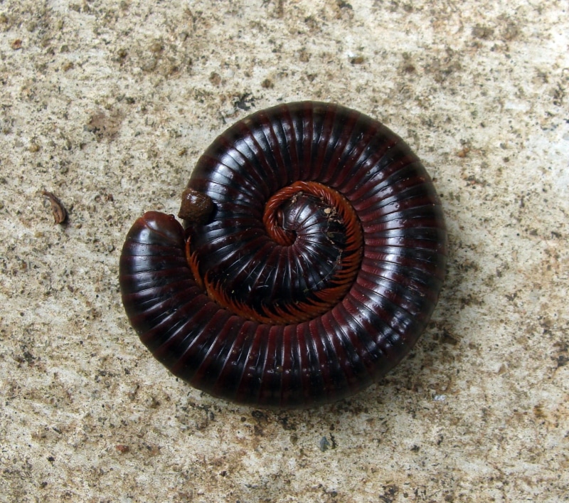 shell, worm, millipede, zoology, animal themes, bug, arthropod, animal shell, high angle view, curled, macro, brown, close-up, insect, day, outdoors, invertebrate
