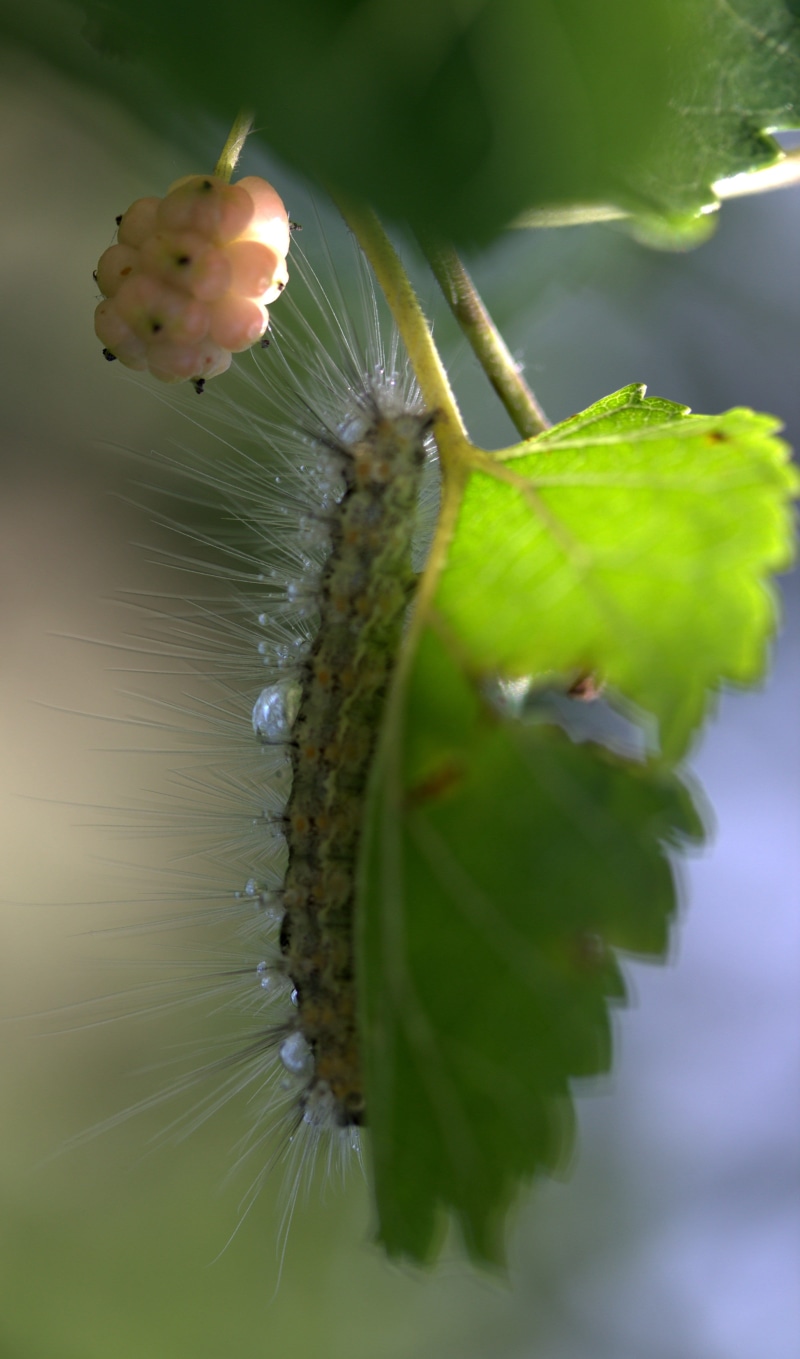 plant, sepal, selective focus, beauty in nature, nature, invertebrate, outdoors, growth, 4K, animal wildlife, freshness, insect, day, animal, Fruit, Duda