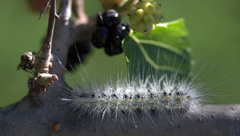 one animal, green color, leaf, food, outdoors, nature, Millipede, 4K, selective focus, close-up, day, no people, freshness, water, invertebrate, macro