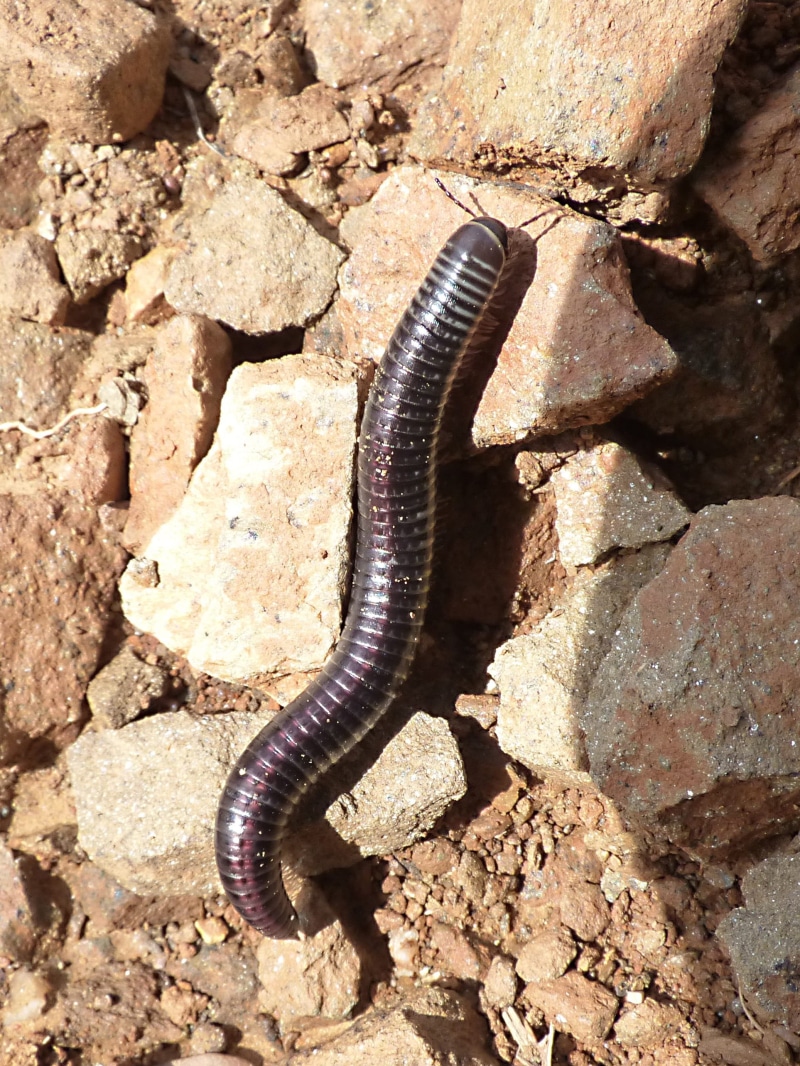 rock - object, no people, high angle view, nature, Centipede, one animal, animal, animal wildlife, vertebrate, ommatoiulus rutilans, snake, animals in the wild