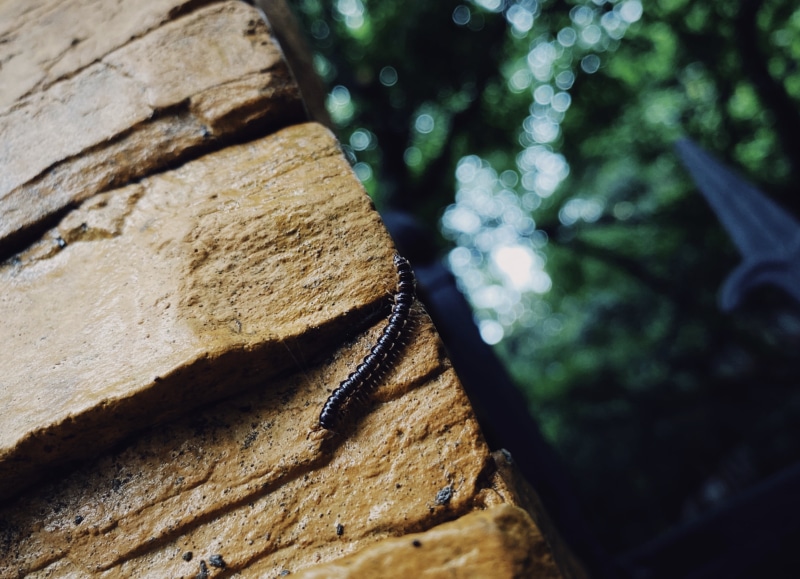 wall, insect, nature, green, garden, 2K, 1060 Photography, millipede