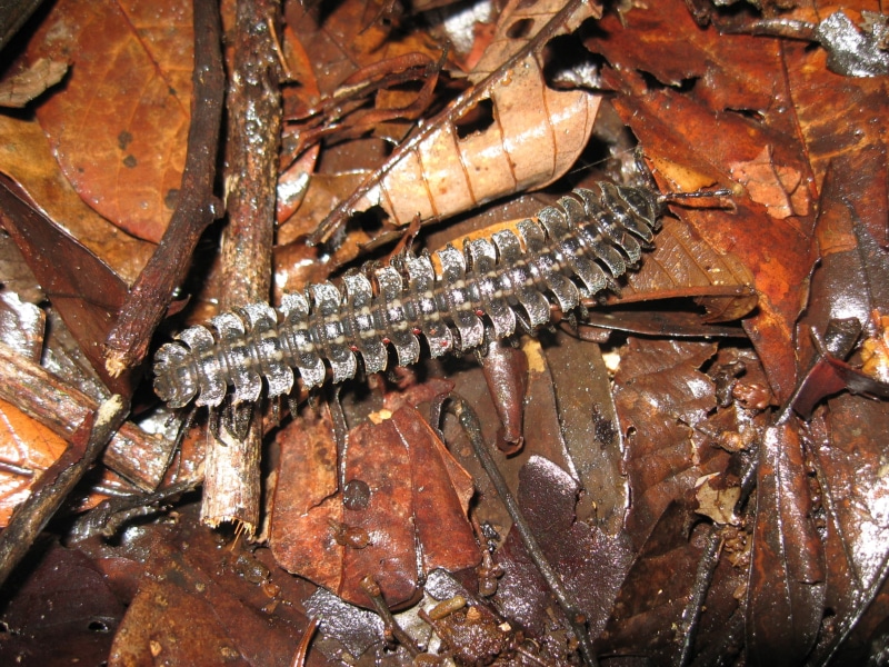 centipedes, brown, animal, backgrounds, animal wildlife, high angle view, 2K, worm, close-up, animals in the wild, nature, day, animal themes, millipedes