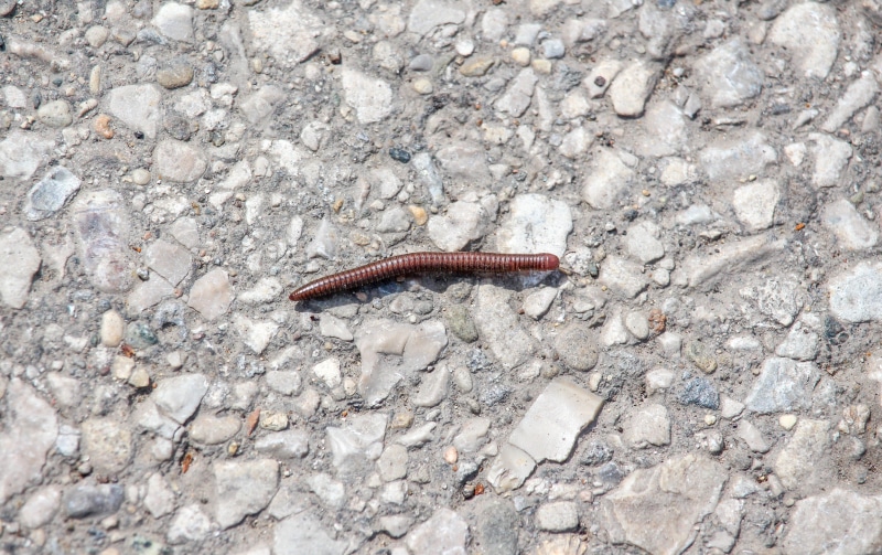 animal, crawling, rock - object, invertebrate, desktop, slug, solid, animals in the wild, millipede, animal wildlife, vertebrate, rock, no people, gastropod
