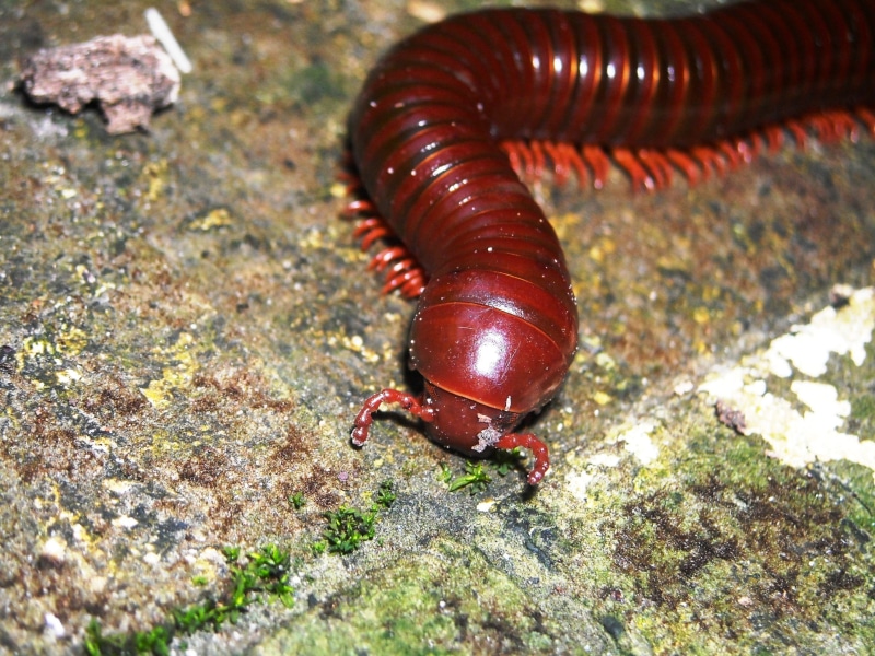 outdoors, animal wildlife, brown, one animal, no people, arthropod, animals, marine, insect, zoology, animal themes, animal body part, mollusk, invertebrate