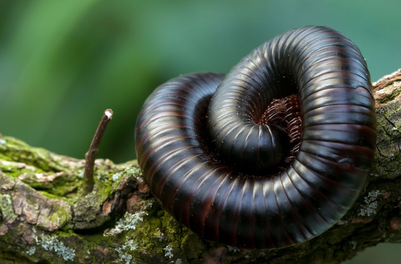 close up, one animal, mollusk, spiral, no people, animal themes, branch, 4K, shell, nature, day, outdoors, textured, rock, macro, close-up, animals in the wild