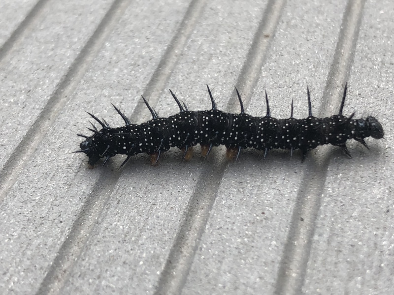 shadow, nature, insect, caterpillar, close-up, full length, high angle view, black color, invertebrate, outdoors, animal, millipede, animal themes, no people