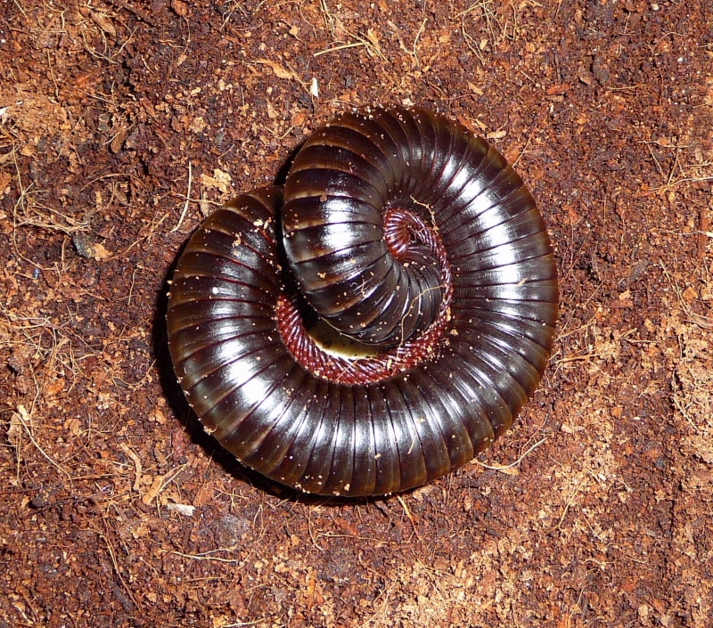 nature, pattern, animals in the wild, Ground, marine, African, 720P, high angle view, elongated, one animal, day, animal shell, herbivorous, natural pattern