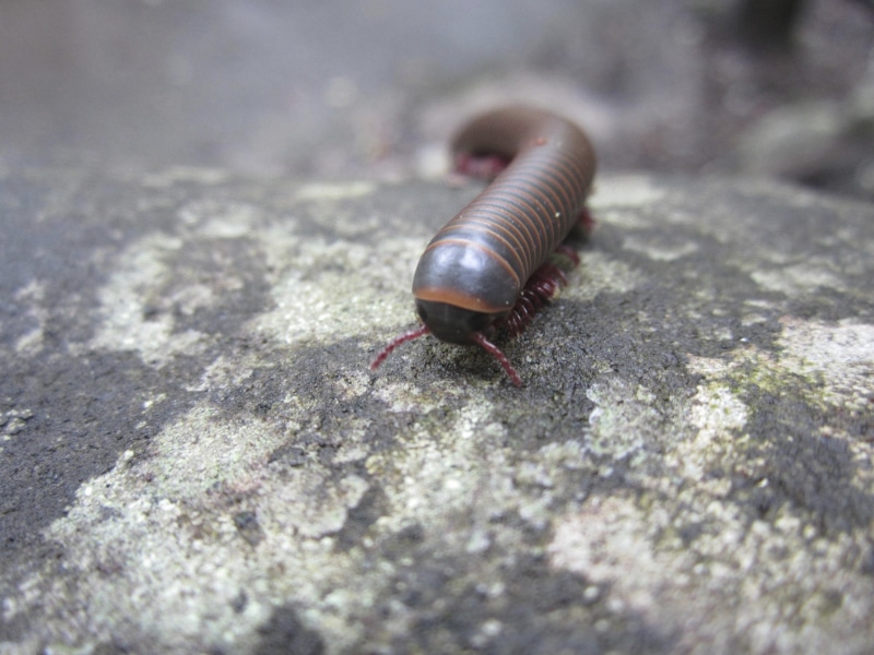animal body part, animals in the wild, hiking, one animal, 4K, selective focus, crawly, bug, solid, critter, invertebrate, animal themes, close-up, snail