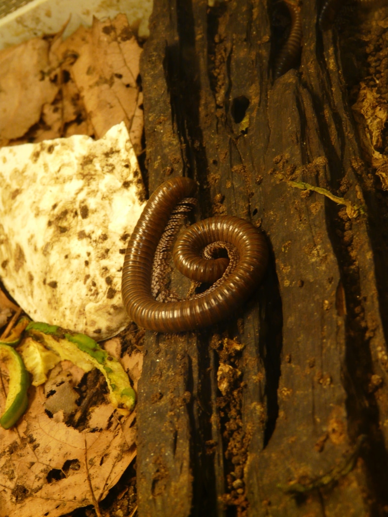 creature, textured, outdoors, 2K, spiral, animals in the wild, one animal, trunk, legs, wave, no people, gastropod, plant, crawling, close-up, invertebrate