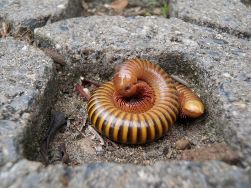 crawling, Stone, animal shell, red, snail, one animal, mollusk, solid, animal themes, outdoors, shell, day, natural pattern, centipede, invertebrate, animal wildlife