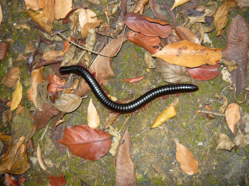 one animal, Centipede, plant part, millipede, vertebrate, autumn, animals in the wild, day, Africa, 1080P, nature, animal themes, leaf, change, high angle view
