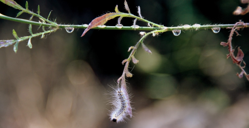 twig, Caterpillar, focus on foreground, freshness, wet, beauty in nature, food, flower, nature, 5K, Millipede, growth, close-up, no people, outdoors, water