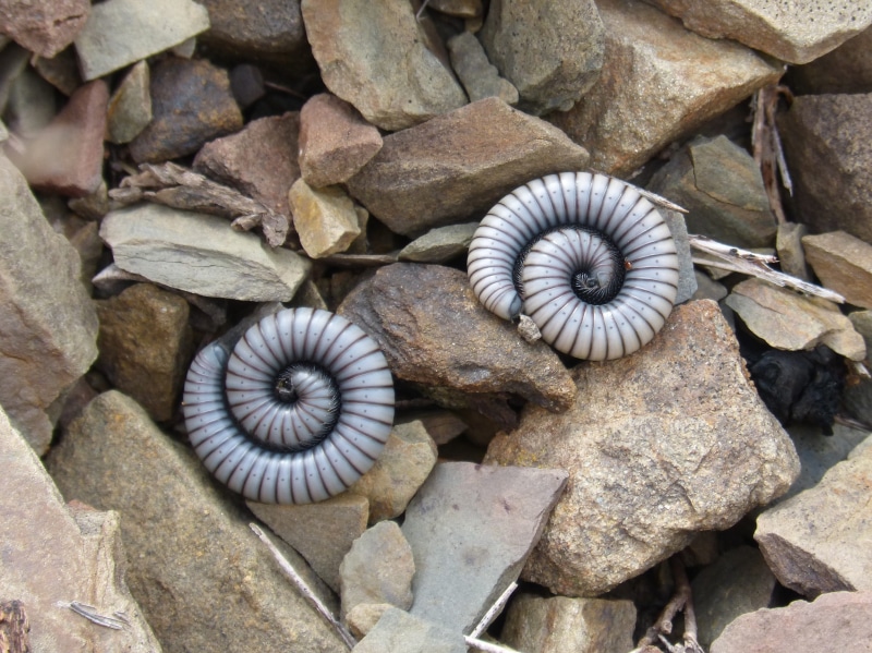 2K, spiral, white, no people, plant part, pattern, stone - object, plant, rock, solid, directly above, nature, ommatoiulus rutilans, textured, stone, millipede